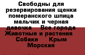 Свободны для резервирования щенки померанского шпица мальчик и черная девочка  - Все города Животные и растения » Собаки   . Крым,Морская